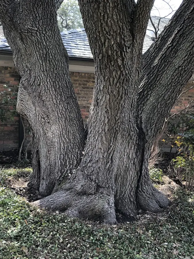 Mature heritage tree close to a Dublin property cared for by certified arborists